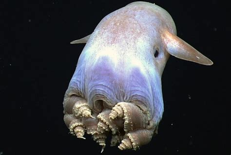 Dumbo Octopus - Facts and Beyond | Biology Dictionary