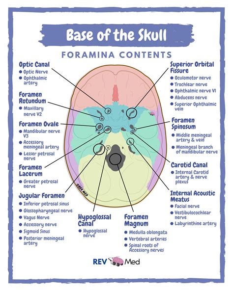 The Skull Foramina & Content - Anatomy - MEDizzy