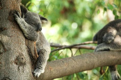 Koala Bear Sleeping in a Tree Stock Photo - Image of leaves, bear: 3733842