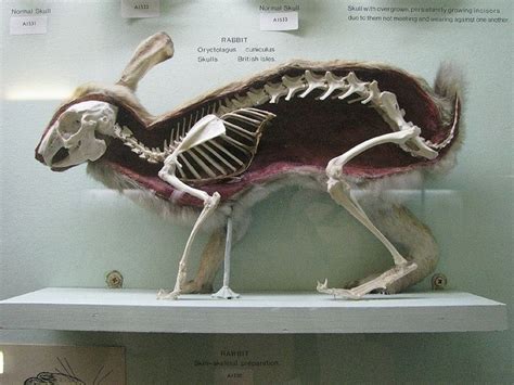 Rabbit skeleton | Creatures | Pinterest