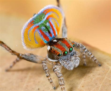 Party Animals | 7 New Peacock Spider Species | Blog