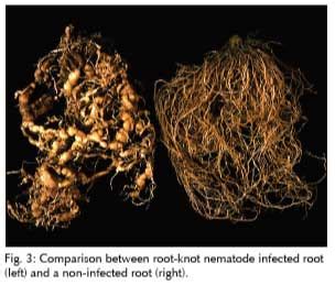 Nematicide Applications Could Increase Food Production in Africa ...