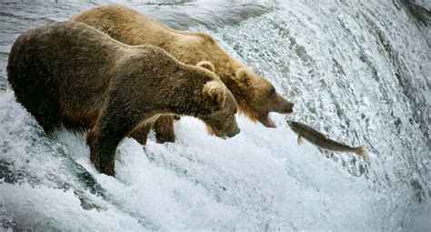 Visit Brooks Falls: The Famed Spot Where Up To 50 Bears Fish For River ...