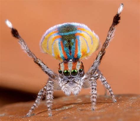 Weird Animals - Peacock Spider (PauwSpin) | Insecten