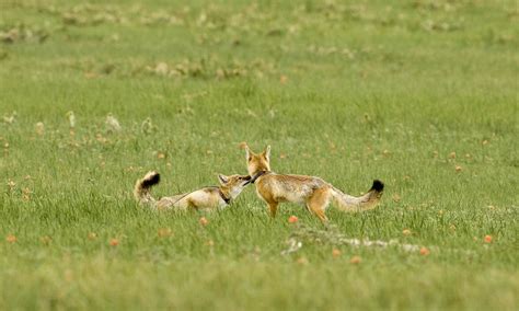 Swift Fox | Species | WWF