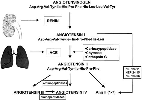 Signal Transduction Mechanisms Mediating the Physiological and ...