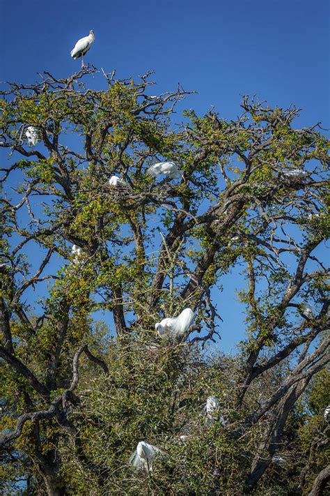 USA, Florida Great Egret Nesting Photograph by Margaret Gaines