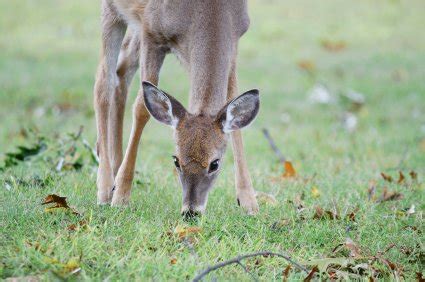 Whitetail Deer Fawn Fall