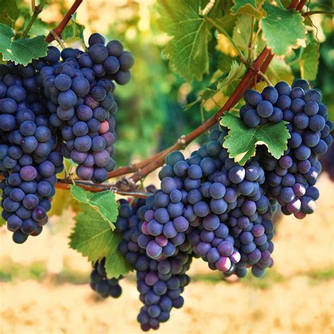 How to Grow Grapes - The Home Depot