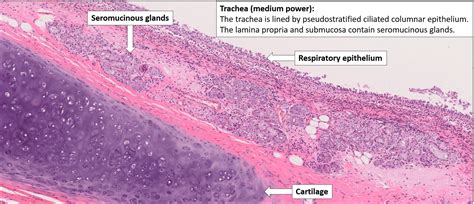 Larynx Histology