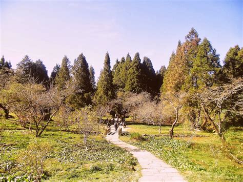 Wander Girl: Alishan National Scenic Area