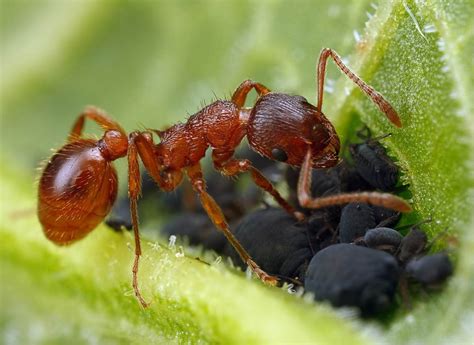 Myrmica rubra - Colony with Queen and Workers | Ant farming