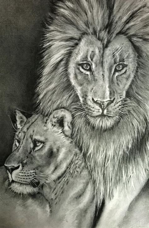 Lioness Drawing, Pencil, Sketch, Colorful, Realistic Art Images ...