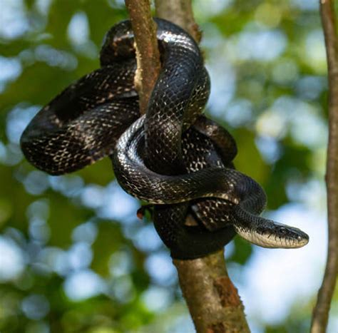 Eastern Rat Snake - Connecticut's Beardsley Zoo