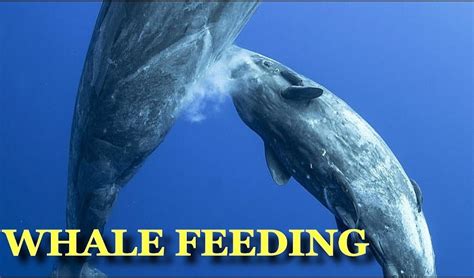 Whale Nurturing: A Deep Dive Into How Do Whales Feed Their Young