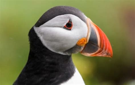 Savoring the Sea: What Does Puffin Taste Like?