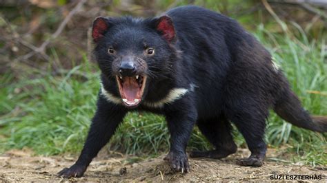 Tasmanian Devils - NWF | Ranger Rick