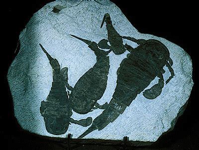 Eurypterid (Fossils)