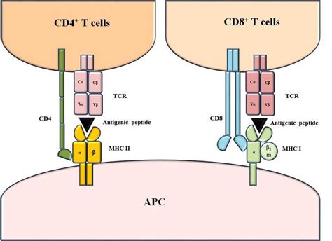 Structure of MHC-peptide-TCR complexes. The TCR on T cells recognizes ...