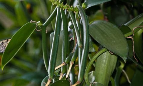 How To Develop Vanilla Beans: The Vanilla Orchid - The Pro Garden