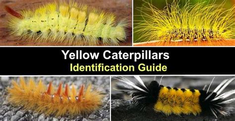 Fuzzy Caterpillar Poisonous