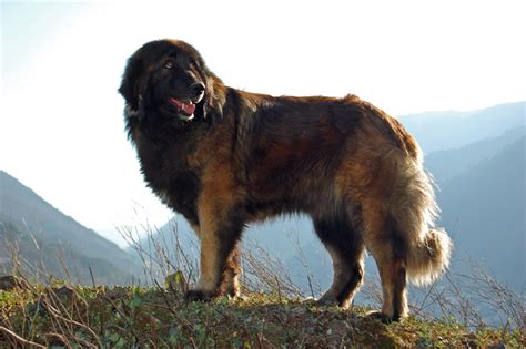 Estrela Mountain Dog Breed | History, Health & Characteristics