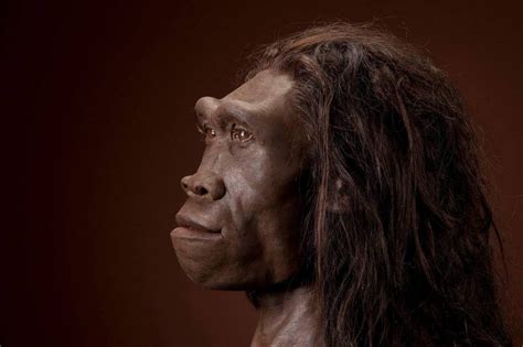 Индонезийские окаменелости показывают, что Homo erectus жил до ...