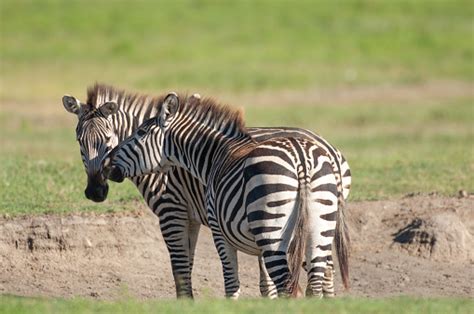 Zebras Nuzzle Stock Photo - Download Image Now - Africa, Animal ...