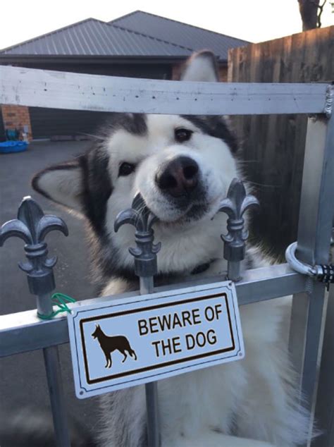 24 "Vicious" Dogs That Make The "Beware Of Dog" Sign Totally Useless