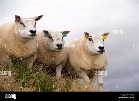 Beltex sheep in Scottish countryside Stock Photo - Alamy