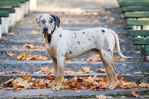 Catahoula Leopard Dog Dog Breed Hypoallergenic, Health and Life Span ...