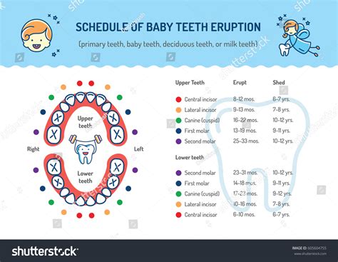 아기 치아 폭발 일정 일차 치아, 스톡 벡터(로열티 프리) 605604755 | Shutterstock