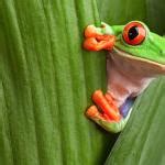 Tree Frog Meme Generator - Imgflip