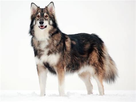 Utonagan Dog Breed | UKPets