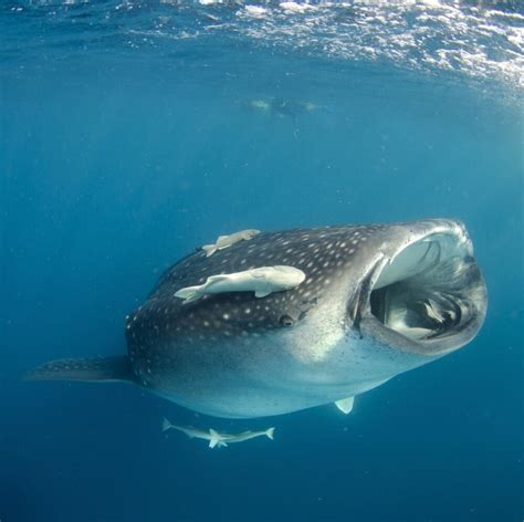 Whale shark feeding on plankton near surface at Isla Mujeres, Mexico ...