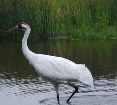 Whooping Crane - Conservation Centers for Species Survival