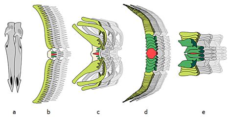 Radula Types