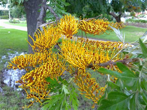 Plant World: Grevillea robusta