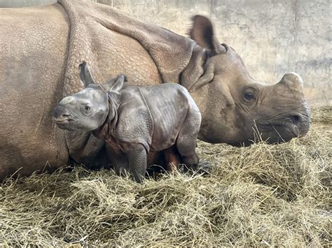 What's a Baby Rhino Called? Discover What to Call a Young Rhino