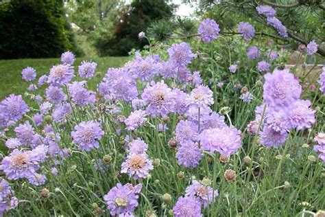 Scabiosa 'Butterfly Blue' (Pincushion Flower)