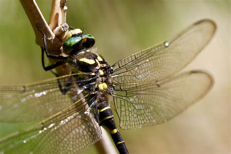 Golden-ringed Dragonfly - Thames Basin Heaths