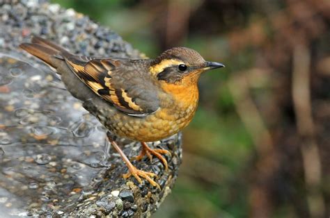 15 Types of Orange Breasted Birds (Species Guide) - Birdwatching Tips