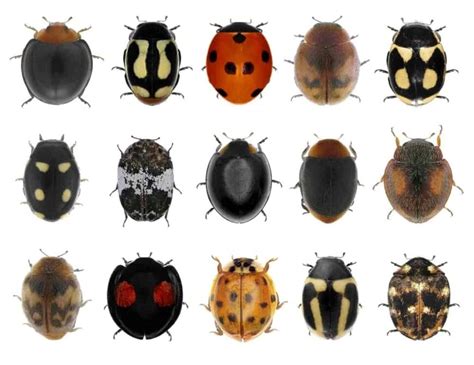 6 Different Types of Ladybugs (Plus Vital Facts) - Homeporio