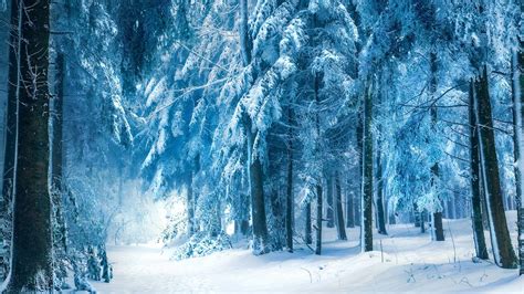 Snowy Forest Wallpapers - Wallpaper Cave