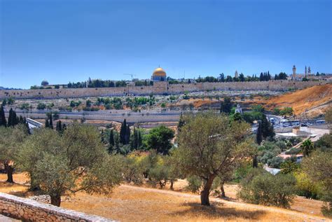 Mount of Olives, love the trees. Raised Bed Garden Design, Raised ...