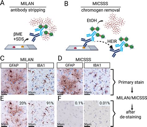 Comparison of two mIHC protocols for use in human FFPE tissue. (A) The ...