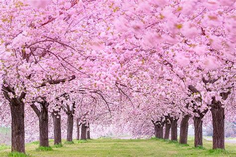 Sakura, , Garden, Blossom, HD wallpaper | Peakpx