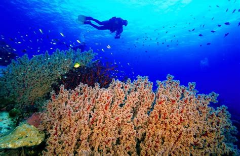 Witness the biodiversity of Tubbataha Reefs | Discovery Fleet Philippines