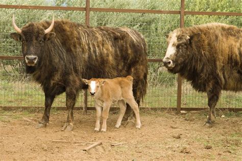 9 best BEEFALO images on Pinterest | Cow, Bison and Cattle