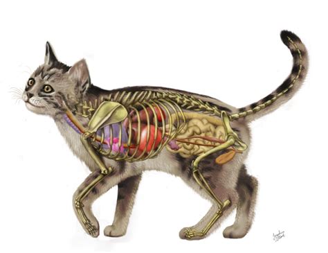 Cat Anatomy V2.0 by JacquelineRae on DeviantArt